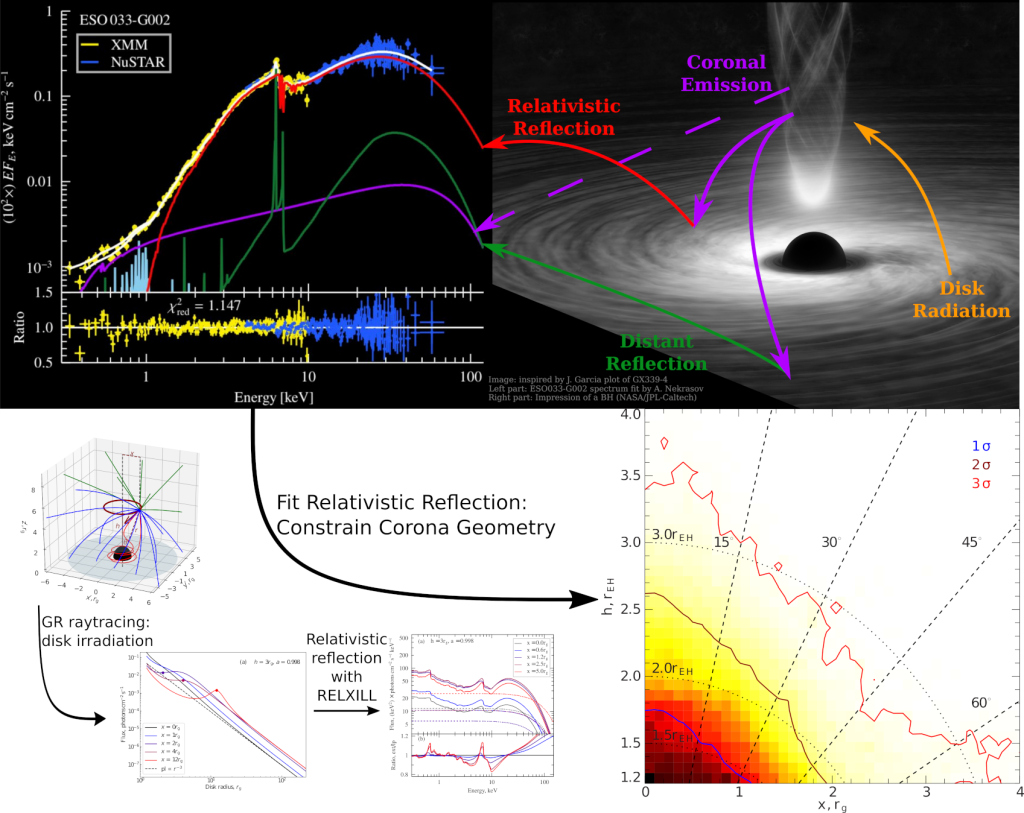 A sketch of the sequence of steps required to put geometry constraints on the corona size and location. Top left: a broadband X-ray spectrum fit of ESO033-G002 with the new RELXILL model. Top right: artist's impression of a black hole and spectrum formation in the system. Bottom right: corona geometry constraint found for ESO033-G002 in terms of height above the disk, and radius from the rotational axis. Bottom left: intermediate steps of the model construction, including general relativistic ray tracing, construction of disk irradiation profiles, and subsequent reprocessing in the disk, resulting in the reflection spectra available for fitting and finding system parameters. Credit: Alexey Nekrasov
