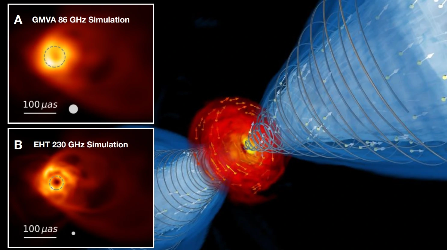 3D visualisation of the black hole and its jet. The hot accretion disk appears in red and the relativistic jets in blue. This shows a 3D rendering of the system: the hot accretion disk in red and orange, the twin relativistic jets in blue and individual particles whose colours indicate their energy. Small arrows mark their velocities. Grey spiralling lines trace the magnetic fields threading the black hole - key drivers of jet formation and acceleration. Panels A and B show the simulated emission at 86 GHz and 230 GHz, as it would be observed by the GMVA and the EHT, respectively. Panels A and B make it possible to compare how the simulated system appears to the GMVA and EHT, highlighting the different ring sizes. Credit: Ainara Saiz-Pérez and Christian M. Fromm